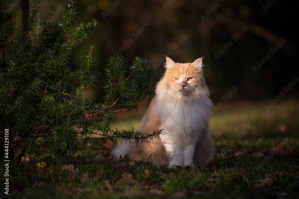 beautiful fluffy white ginger maine coon cat sitting outdoors next to rosemary bush in sunlight observing the garden beautiful fluffy white ginger maine coon cat sitting outdoors next to rosemary bush in sunlight observing the garden