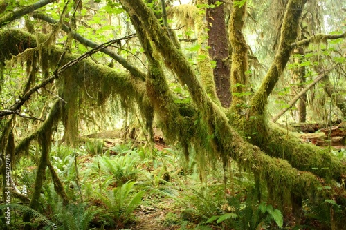 ferns and moss-draped trees in  the hoh rainforest,  olympic national park,  in western washington state photo