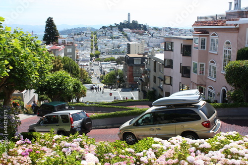 pink hydrangea bushes and cars going down the steep tourist attraction of lombard street in russian hill, san francisco, california