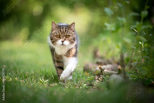 tabby white british shorthair cat walking towards camera on green lawn outdoors in nature