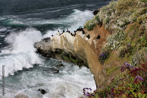 crashing waves of the pacific ocean, spring wildflowers and brandt's cormorants on the steep clifffs at la jolla cove, san diego, california