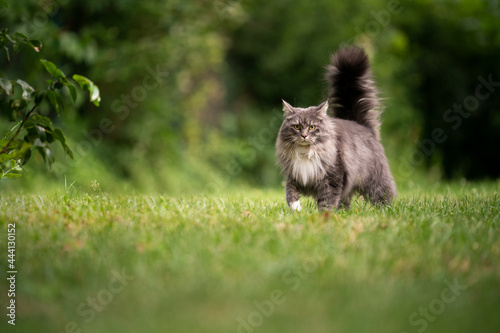 gray longhair maine coon cat with fluffy tail outdoors in green back yard walking on lawn looking at camera photo