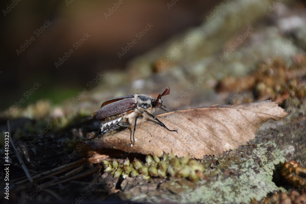 Maybug Maybug