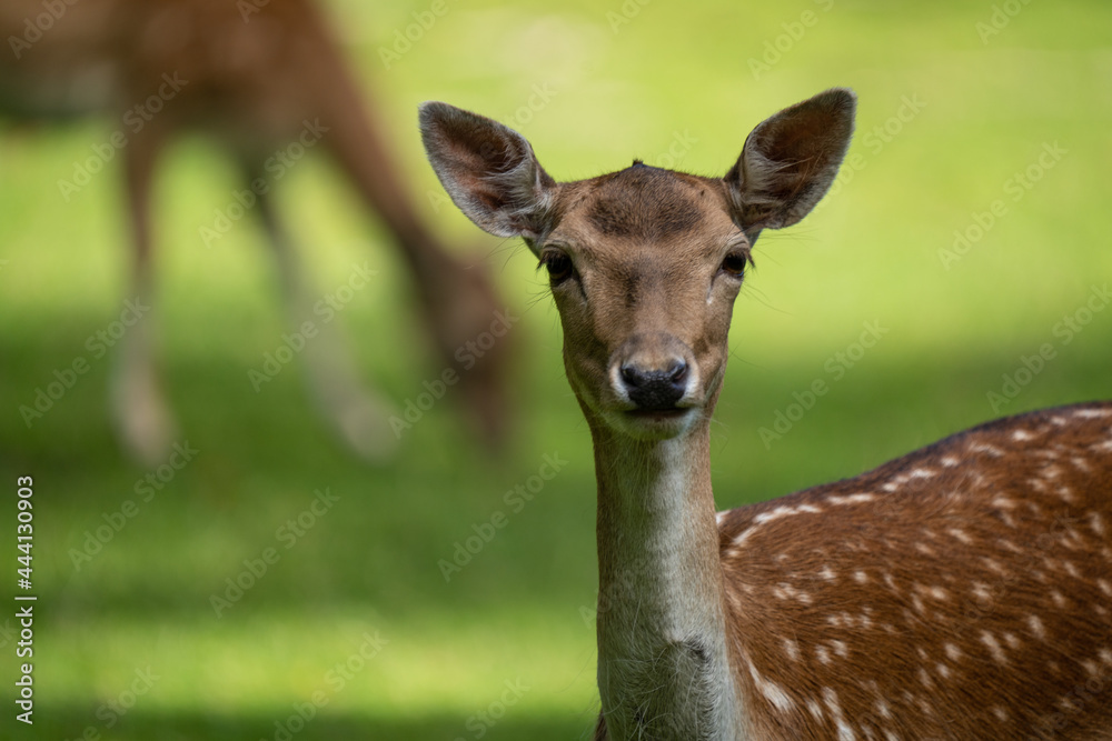 deer in the forest