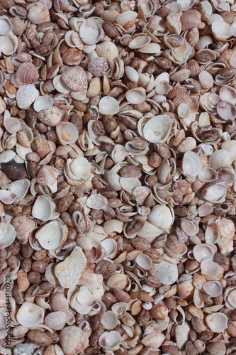 close up of assorted shells on Shell Beach, near gustavia  on the tropical island of St. Barthelemy in the caribbean photo
