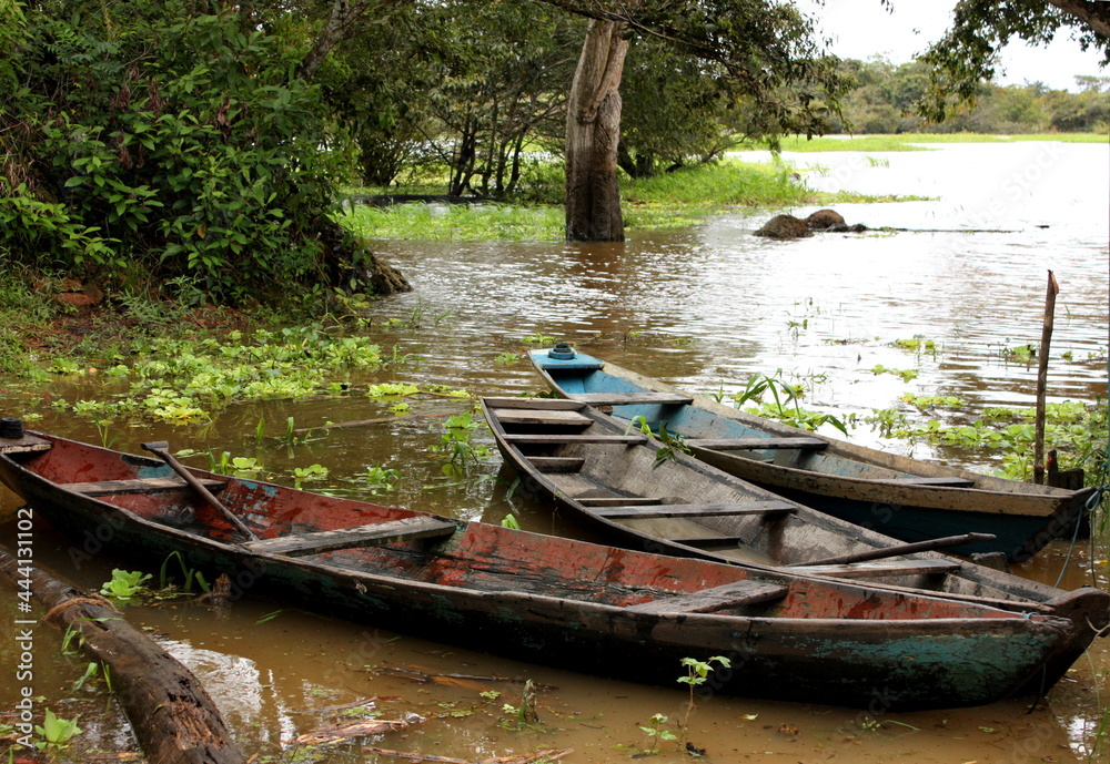 Obraz premium Wooden canoes belonging to indigenous people in the amazon river at boca de Valeria, brazil, South America 