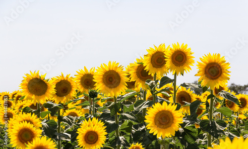 Fototapeta Naklejka Na Ścianę i Meble -  Sunflower field in summer. Agriculture. Selective depth of field.