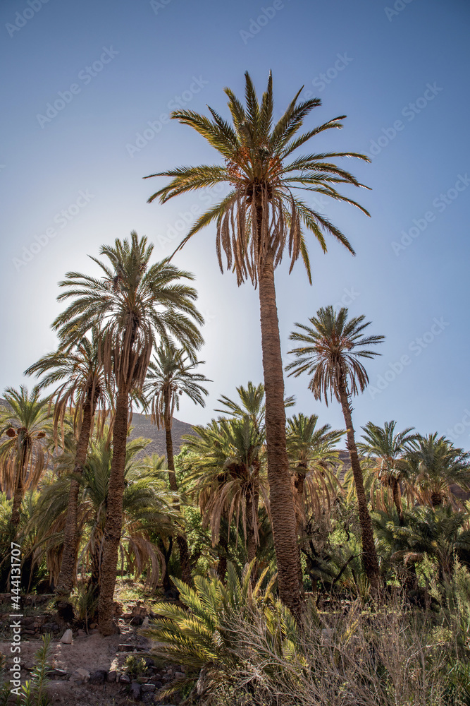 oasis palm tree silhouette against bright sunlight
