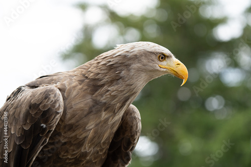 portrait of a eagle © Kirsten Solgård