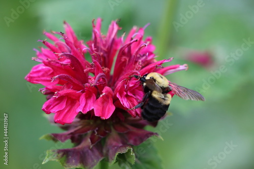 A brown belted bumble bee on bee balm flowers