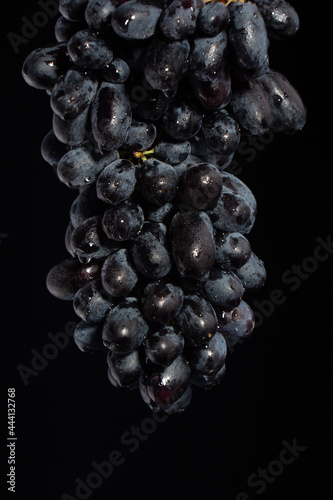 Close-up, berries of dark bunch of grape in low light isolated on black background, water drops