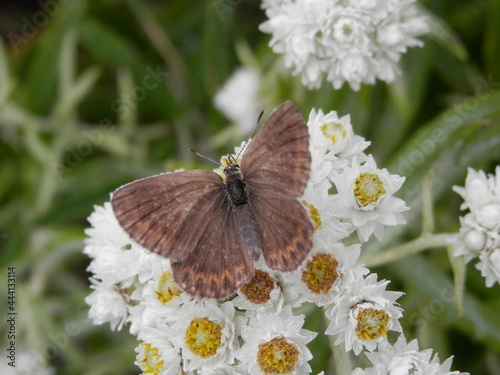 ヤマハハコで吸蜜しているヒメシジミ