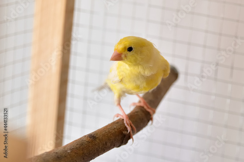 Beautiful young yellow canary on bird perch stands in the cage at home. Cute Slavujar canary breed