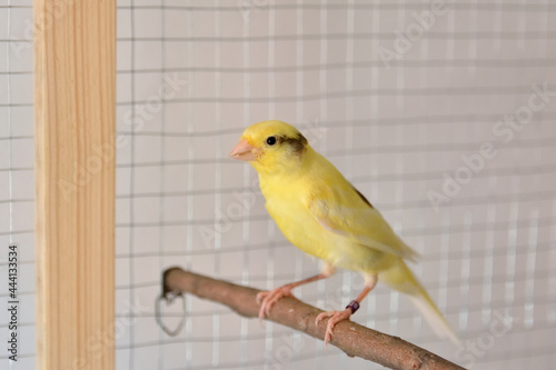The male canary on bird perch stands in the cage at home. Cute Slavujar canary breed with pattern