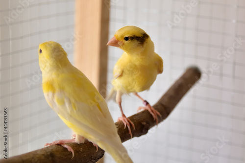 Two young beautiful canaries on bird perch stand in the cage at home. Cute Slavujar canaries breed