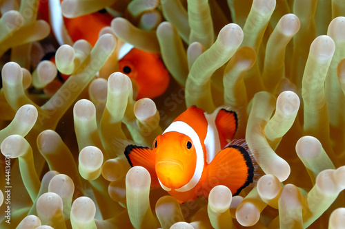 An anemone and it's Clown fish