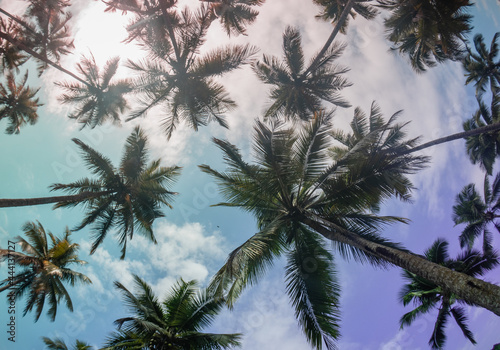 palm trees and sky © Renato