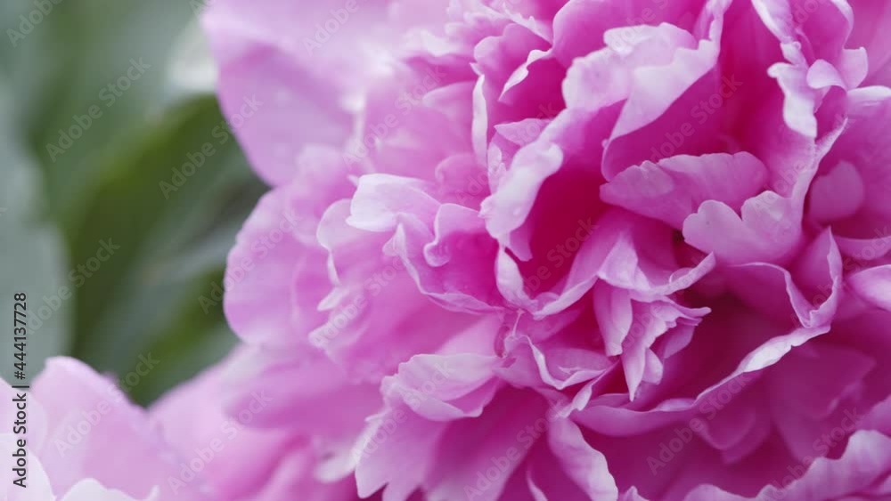 Close-up of blossoming pink peony in garden. Colorful flowering yard, spring season. Nature background, macro petals. Close-up of blossoming pink peony in garden. Colorful flowering yard, spring season. Nature background, macro petals.