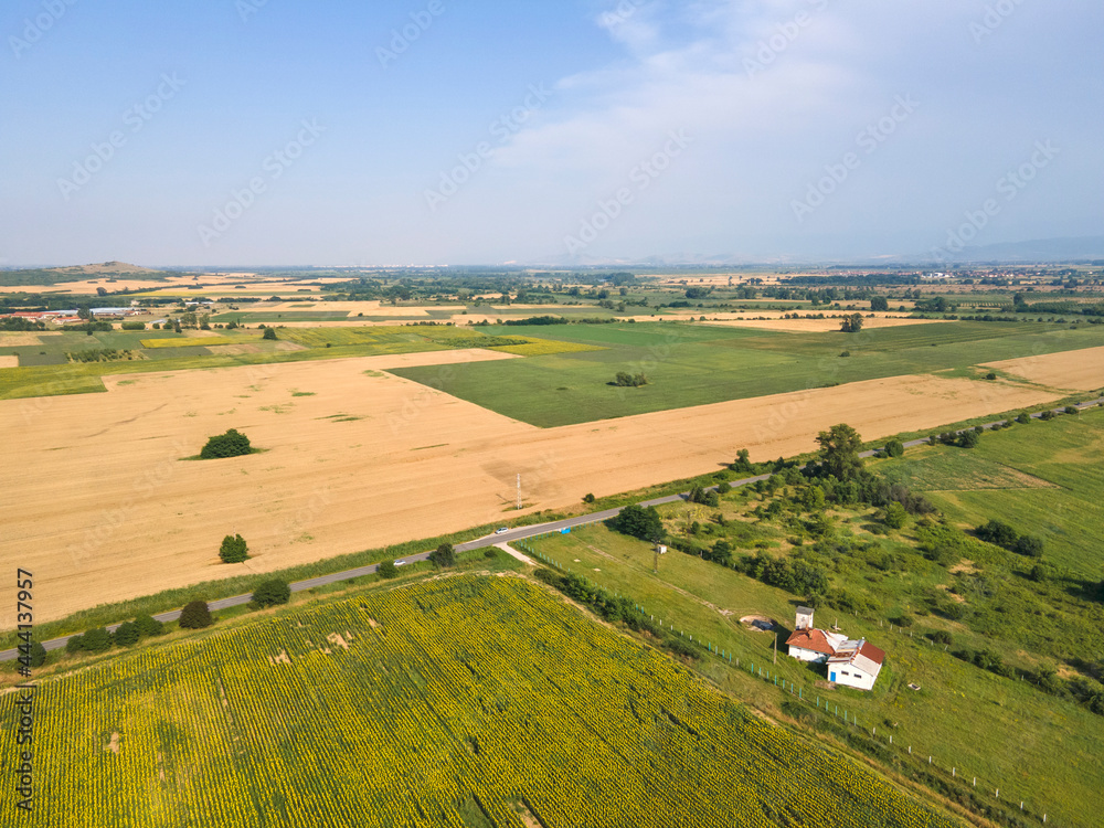 Aerial view sunflower field near village of Boshulya, Bulgaria