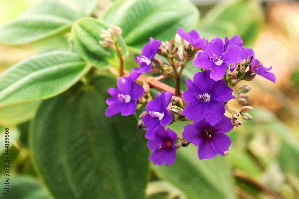 Blue flower of Tibuhin Urvilleana (Tibouchina urvilleana)