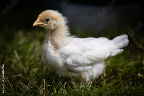 Legbar chick © AGrandemange