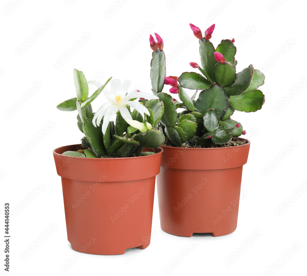 Beautiful blooming Schlumbergeras (Christmas or Thanksgiving cacti) on white background