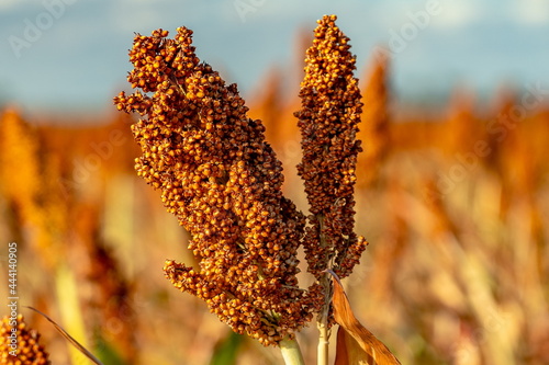 Closeup of a sorghum plant growing in a field photo