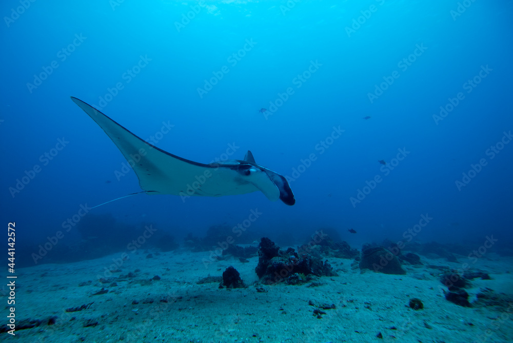 Obraz premium A picture of a manta