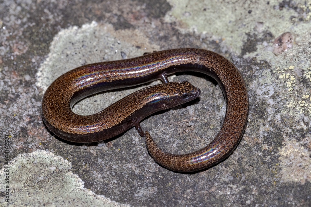 Three-toed skink resting on sandstone rock Three-toed skink resting on sandstone rock