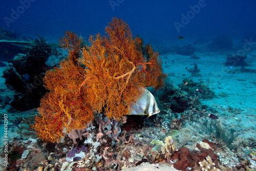 Fototapeta Naklejka Na Ścianę i Meble -  A picture of the coral reef