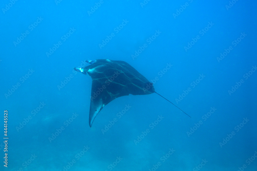 Obraz premium A picture of a manta
