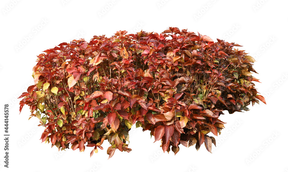 Tropical bush shrub flower orange tree isolated on white background. This has clipping path Tropical bush shrub flower orange tree isolated on white background. This has clipping path