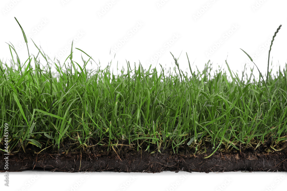 Soil with green grass on white background, closeup Soil with green grass on white background, closeup