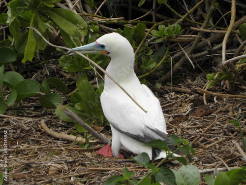 red-footed boobie  bird carrying a stick to his nest at kilauea lighthouse in kauai, hawaii photo