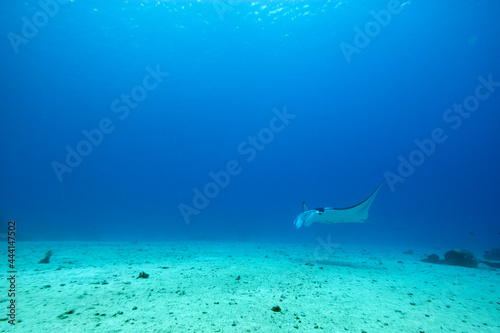 A picture of a manta