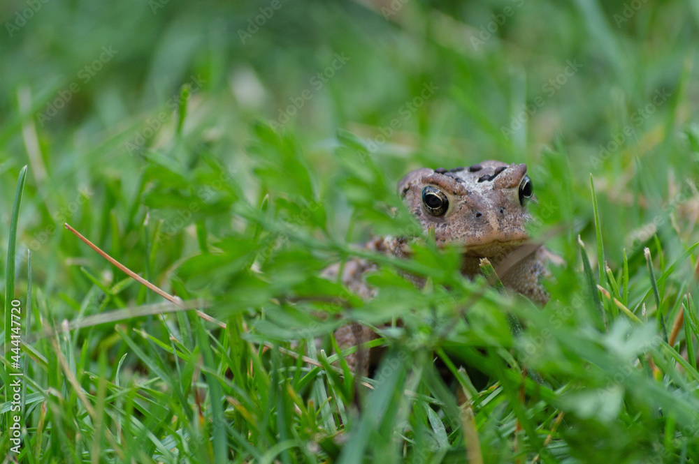 Brown and Black Toad Hopping around in the Long Green Grass. Brown and Black Toad Hopping around in the Long Green Grass.