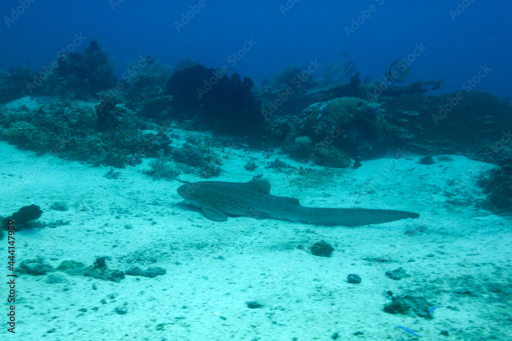 Fototapeta premium A picture of a leopard shark