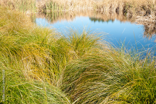 Fotografie, Obraz Wetland pond surrounded by bulrushes and sedge reflecting in water