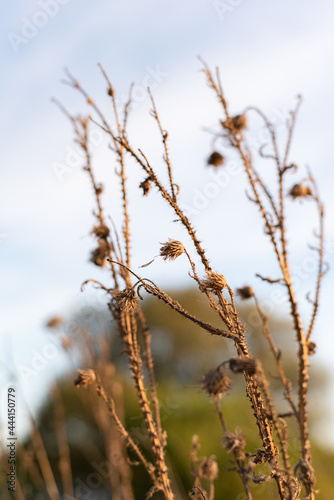 Branches of dry burdock against a blue sky.