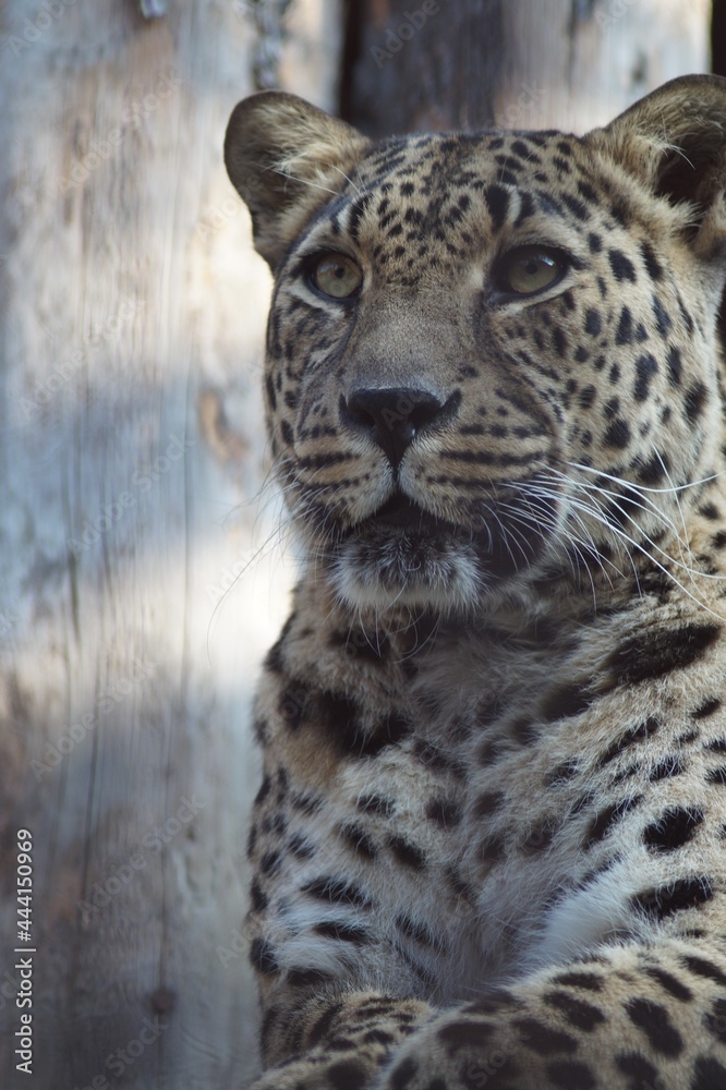 Photo portrait of an animal. The Far Eastern leopard. A resting cat is intently watching the birds. Photo portrait of an animal. The Far Eastern leopard. A resting cat is intently watching the birds.