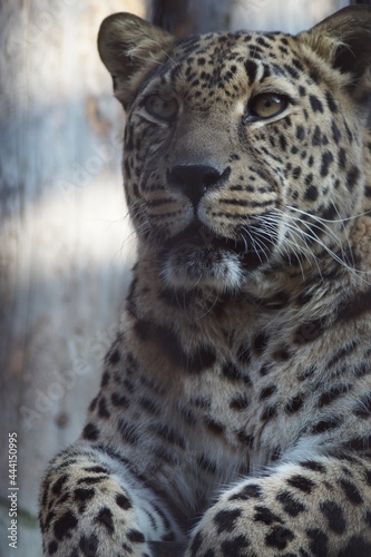 Photo portrait of an animal. The Far Eastern leopard. A resting cat is intently watching the birds.