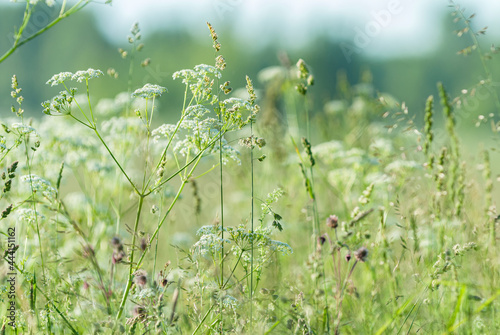 Wild flowers and green grass on the background.