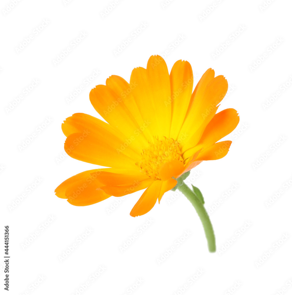 Obraz premium Fresh beautiful calendula flower isolated on white