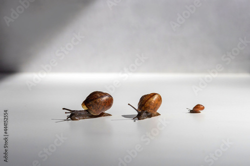 A family of snails crawls on a white table.Mom, dad and baby. Snails with brown shells and antennae.Three snails crawl one after another on a white background.Snail with horns and brown spiral shell. photo