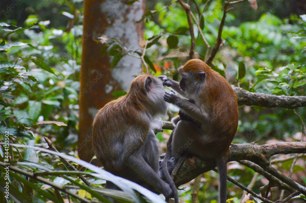 The Macaque on the island. The Macaque on the island.