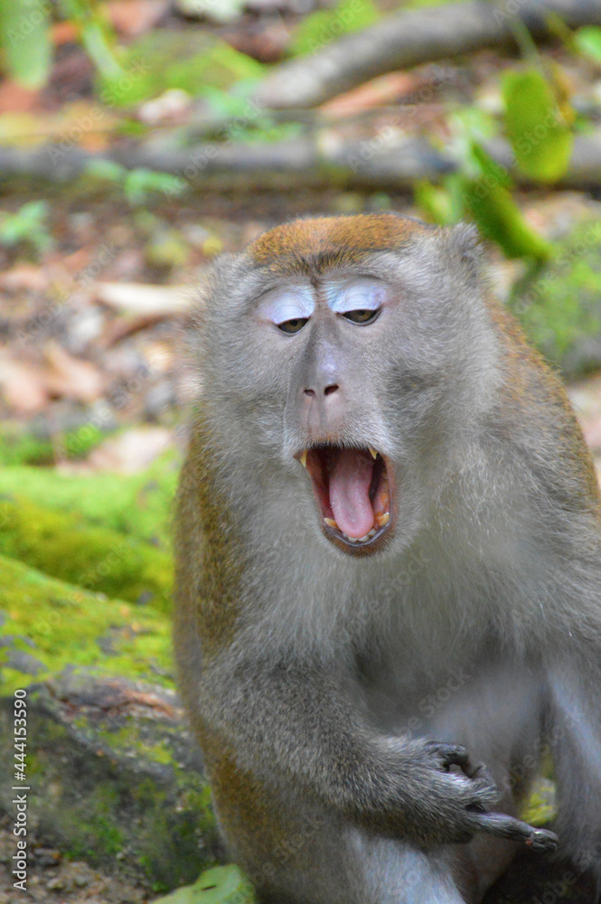 Obraz premium The Macaque on the island.