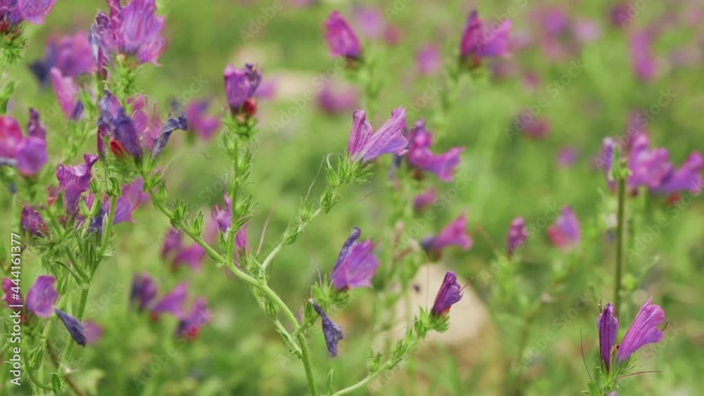 Bee collects from Patersons curse flowers that wave with the spring wind Bee collects from Patersons curse flowers that wave with the spring wind