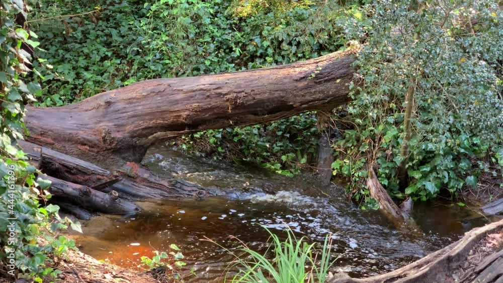 Flowing forest creek fallen forest logs mountain water and dense creeper plants Flowing forest creek fallen forest logs mountain water and dense creeper plants