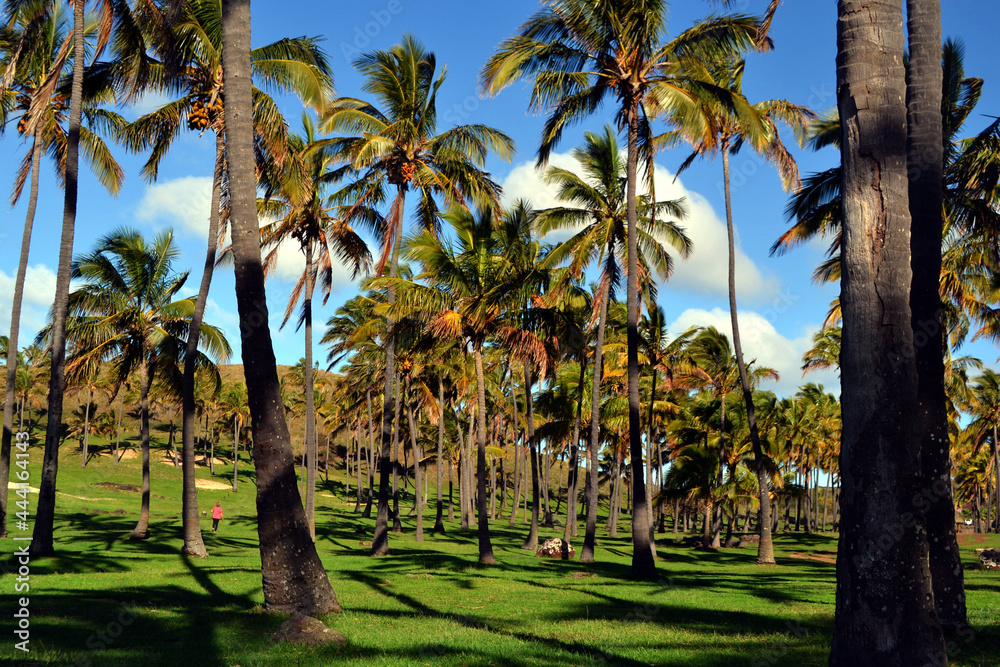Fototapeta premium palm trees in the park
