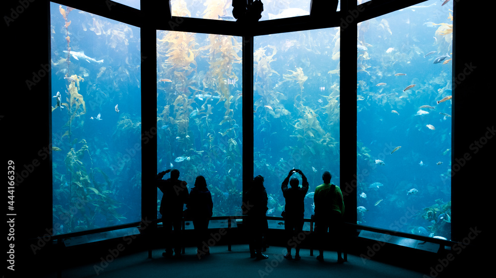 People at the aquarium watching marine wildlife swim in a giant